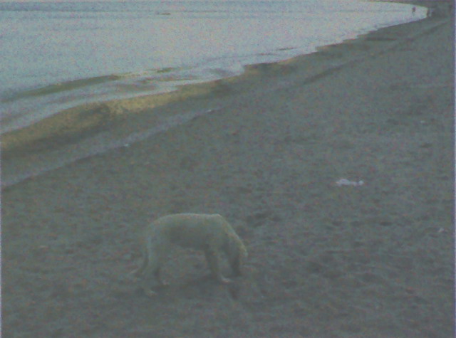 DANIEL CRACIUN - dog on the beach